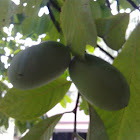Pawpaw Tree Fruit