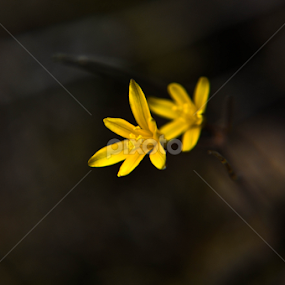 by Ejaz Ahmed - Nature Up Close Other Natural Objects