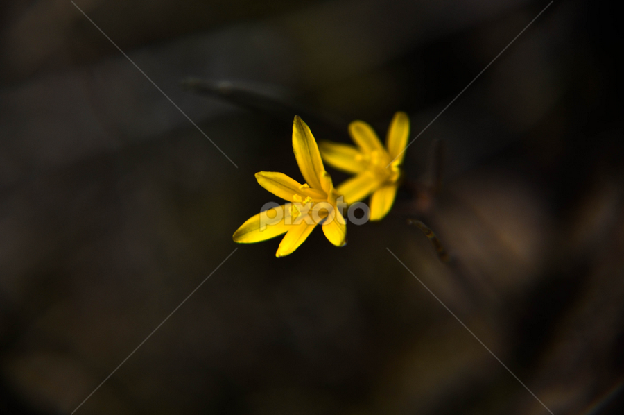 by Ejaz Ahmed - Nature Up Close Other Natural Objects