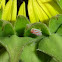 Red-banded Leafhopper