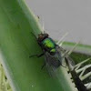 Common Green Bottle Fly