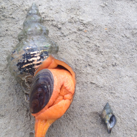 Horse conch Project Noah