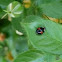 Harlequin ladybird 