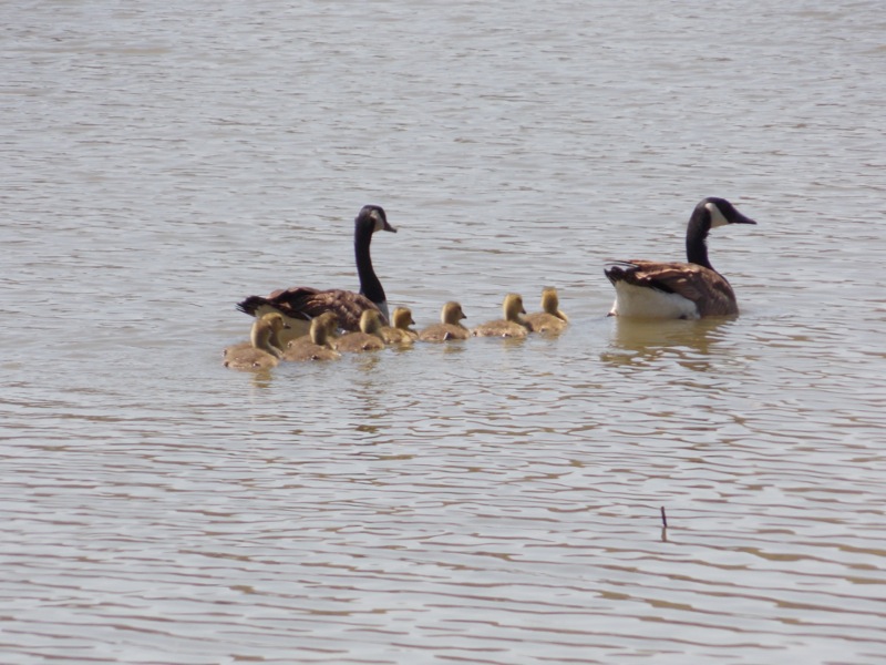 Canada Geese(with goslings)