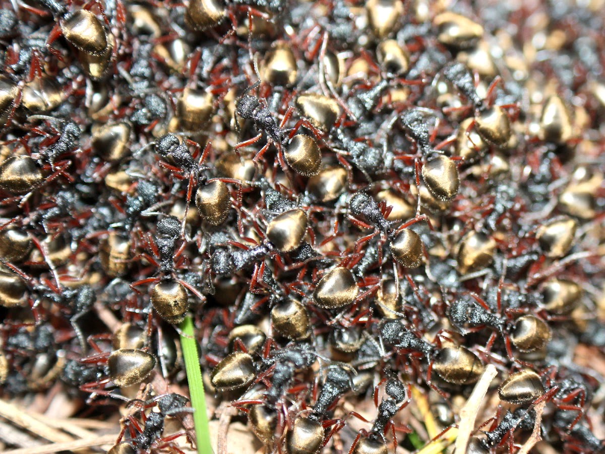 Golden-tailed spiny ants swarming?