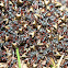 Golden-tailed spiny ants swarming?