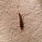 Silverfish