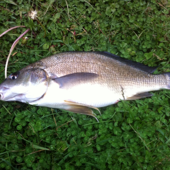 Freshwater Drum Project Noah