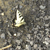 Eastern Swallowtail butterfly