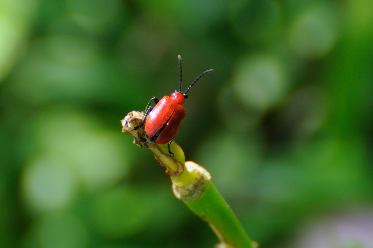 Scarlet lily beetle