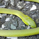 Rough Green Snake