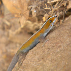 Wiegmann's Striped Gecko