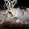 Red-spotted Toad