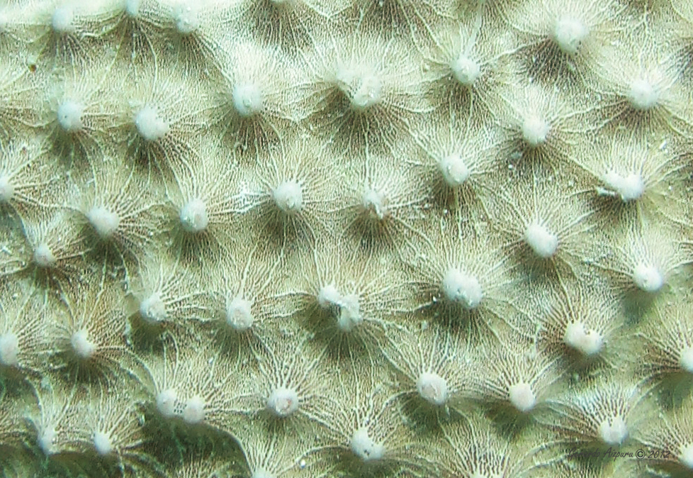 Stinker Sea Sponge