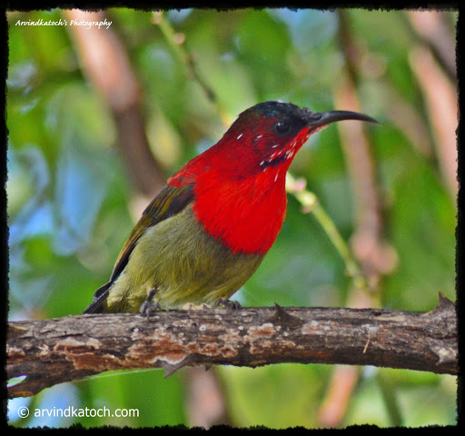 Birds Photography and Detail