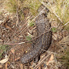 Shingleback lizard