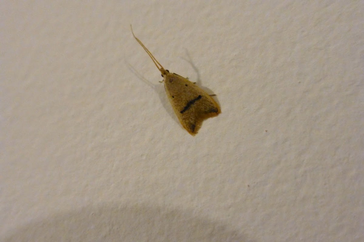 Moth I met in one night - 4