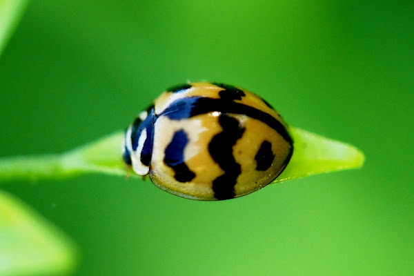 Indian Wave Striped Ladybug | Project Noah