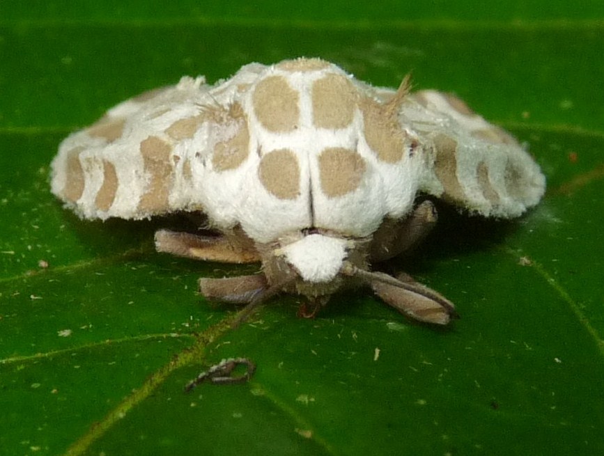 Infected Arctiid Moth