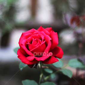Red Rose  by Murshalin Ahmed - Novices Only Flowers & Plants