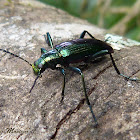 Metalic green longhorned beetle