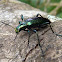 Metalic green longhorned beetle