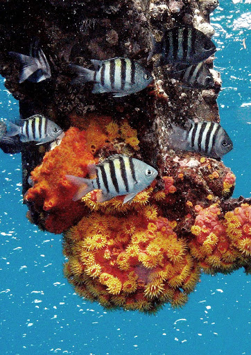 A school of tropical fish in the reef  at St. Vincent and the Grenadines. 