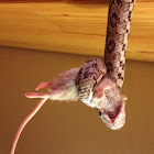 Corn snake