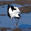 Wood Stork