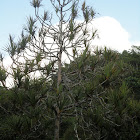 Madagascar screw-pine or common screw-pine