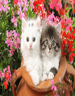 Cats Wallpaer Screenshots 2