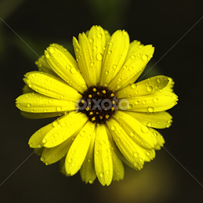 by Alberto Molinari - Flowers Single Flower