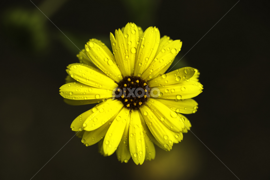 by Alberto Molinari - Flowers Single Flower