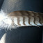 Red-tailed hawk (feather)