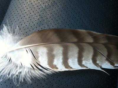 【ベストコレクション】 red tailed hawk feather identification 189303-How to identify a red tailed hawk