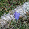 Campanilla, campanula