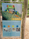 Tiergarten - König Frosch