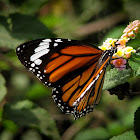 Striped Tiger