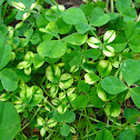 Variegated Red Clover