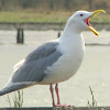 American Herring Gull