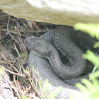 Timber Rattlesnake