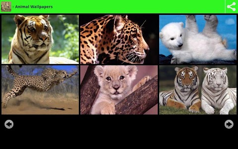 Wildlife Animal Wallpapers screenshot 1