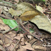 Sri Lanka Kangaroo Lizard