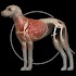 Dog Anatomy: Canine 3D1.0.3 (Paid)