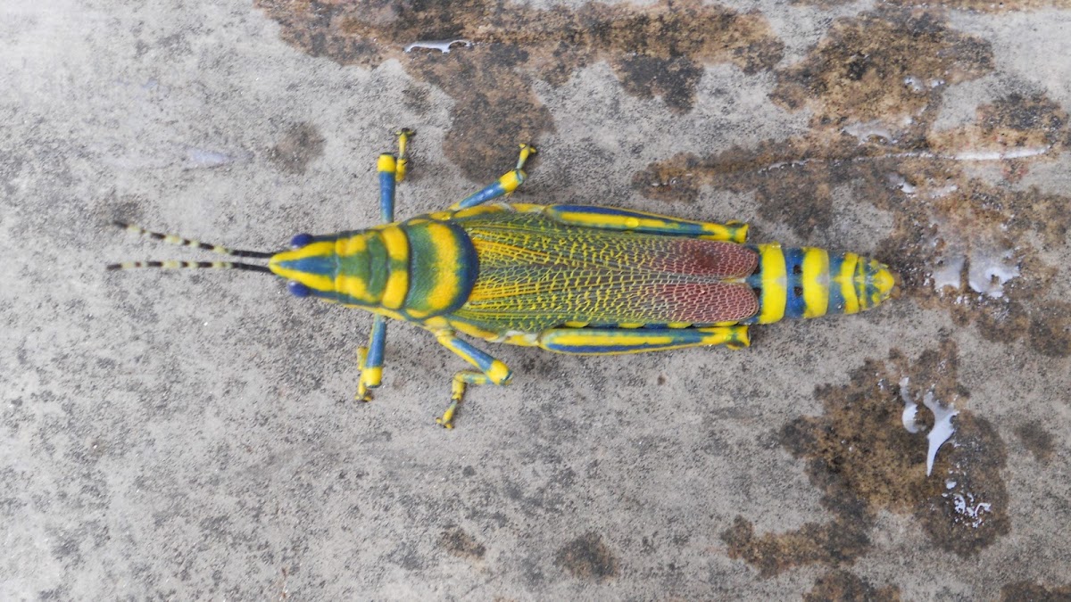 Painted Grasshopper