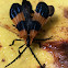 Banded Net-wing beetle
