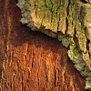 Cork oak(Sobreiro)