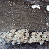 Carpet Mushrooms