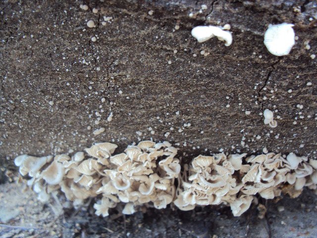 Carpet Mushrooms