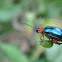 Escarabajo hoja